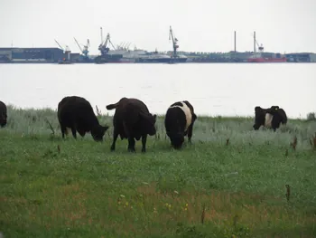 Halshuisene + Enebaerodde Beach (Denemarken)